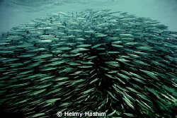 Red Sea , Egypt by Helmy Hashim 
